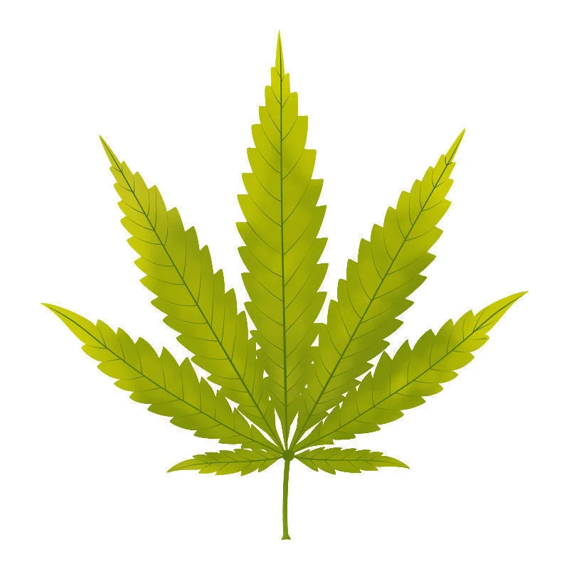 Carence En soufre Dans Les Plants De Cannabis : Début de la carence en soufre