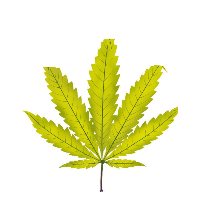 Carence En soufre Dans Les Plants De Cannabis : Dernier stade de la carence en soufre
