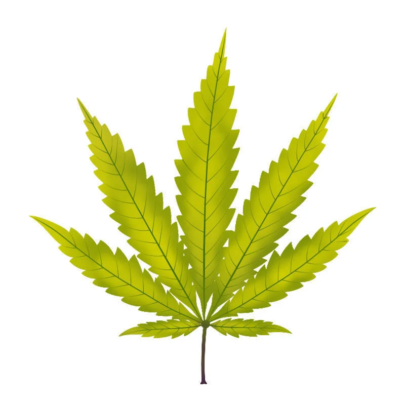 Carence En soufre Dans Les Plants De Cannabis : Progression de la carence en soufre