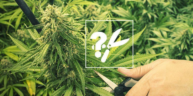 Quand Récolter Les Plants De Cannabis