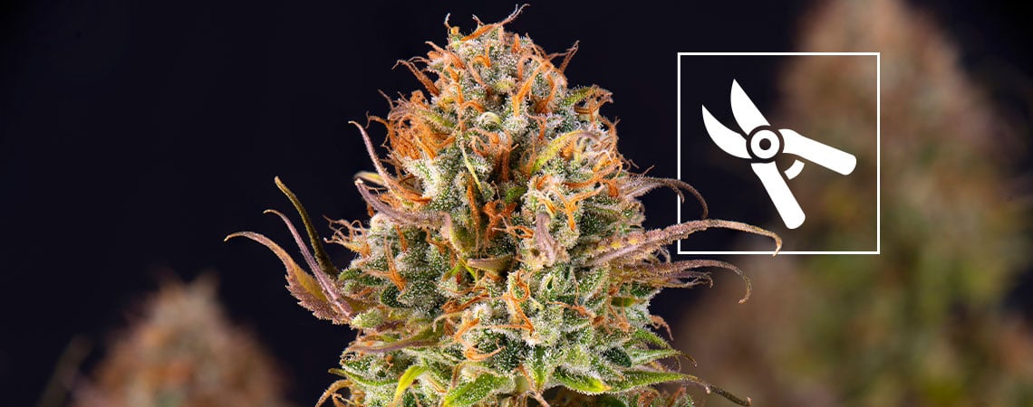 Quand récolter le cannabis