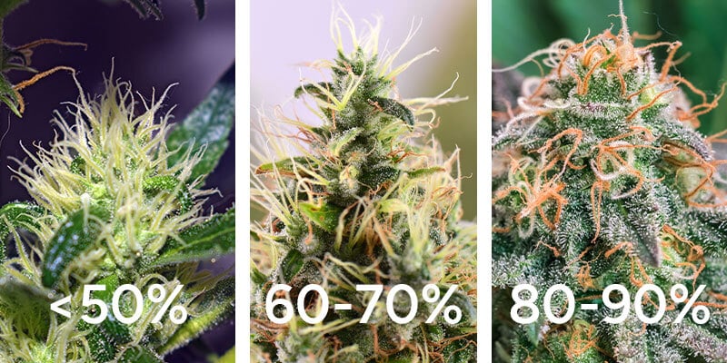 Vérification de la couleur des pistils