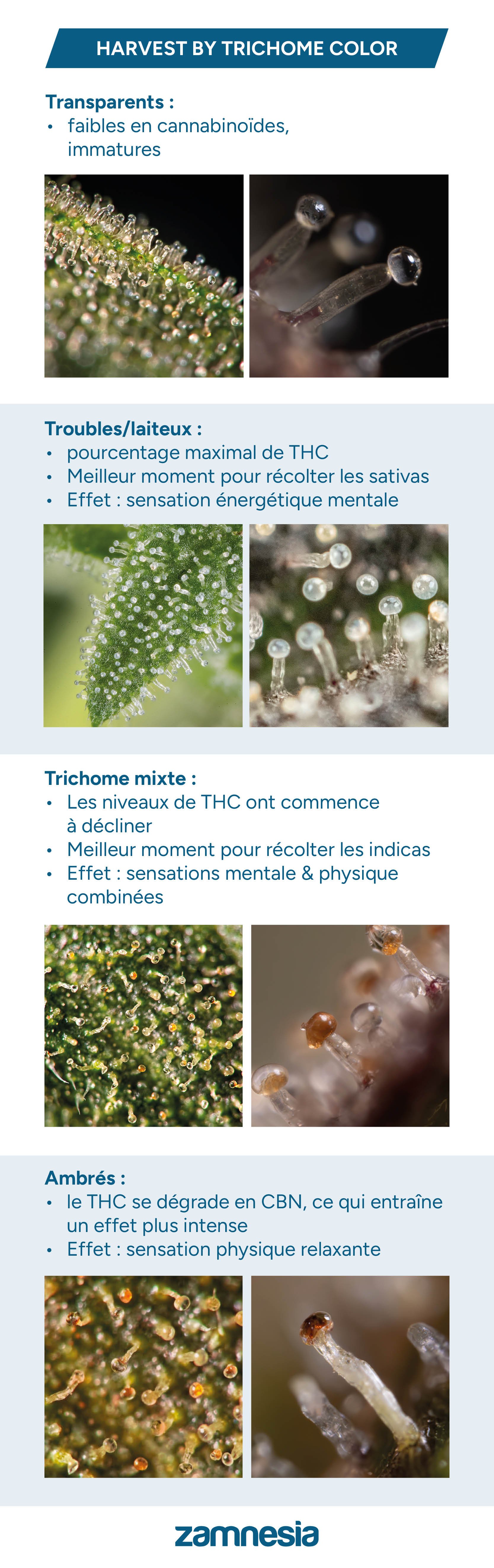 Tableau de récolte des trichomes