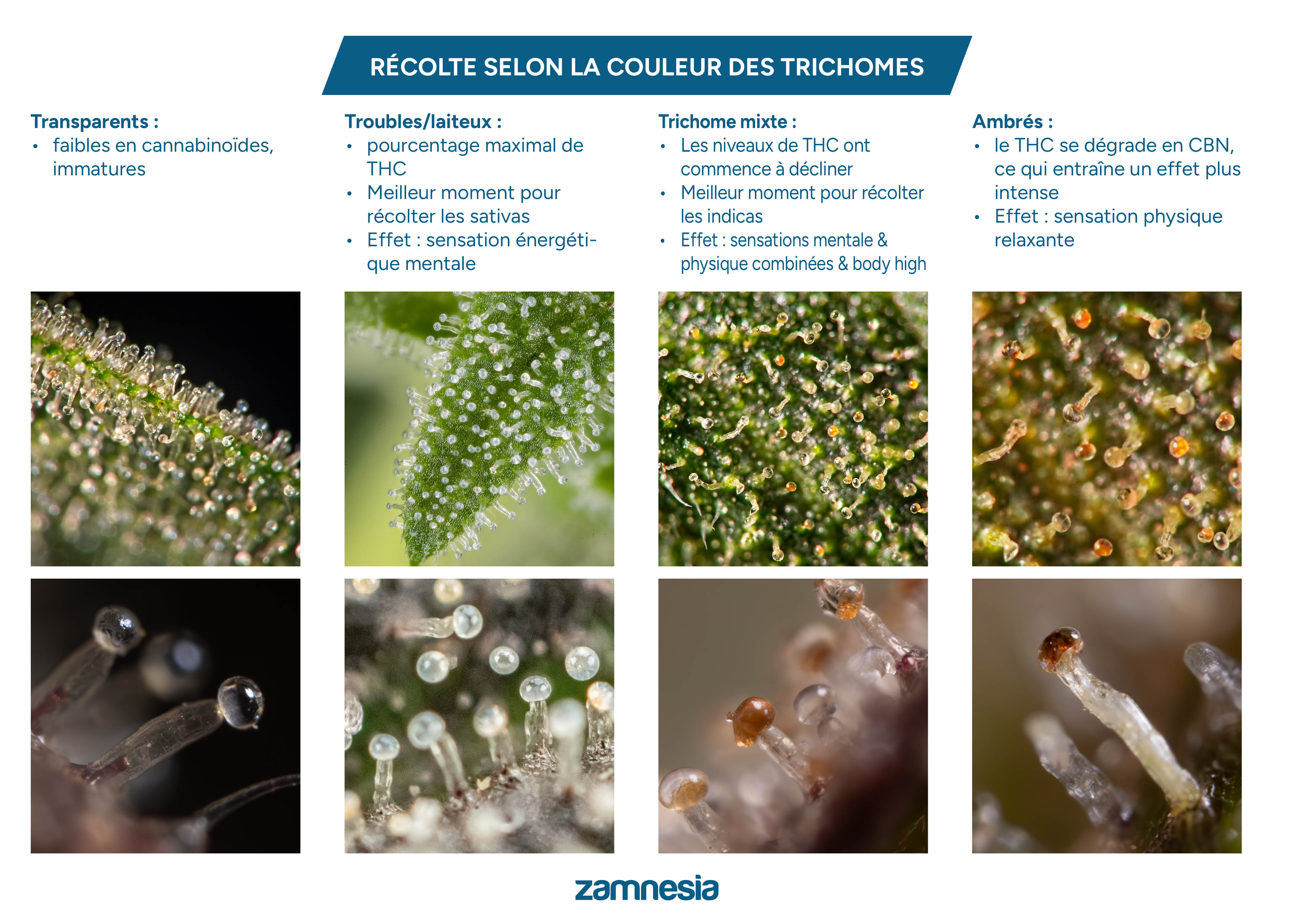 Tableau de récolte des trichomes