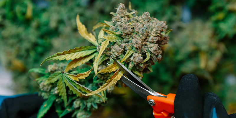 Autres méthodes pour déterminer le moment de la récolte du cannabis