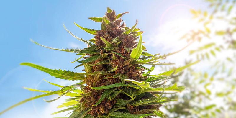 Quel est le meilleur moment de la journée pour récolter le cannabis ?