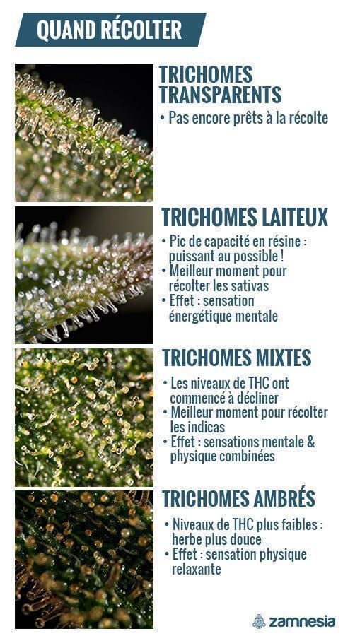 Déterminer Le Moment De La Récolte Avec Les Trichomes