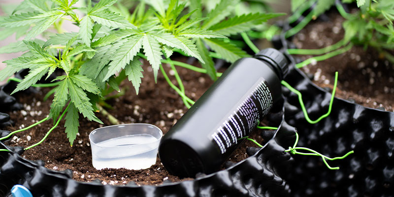 Comment rectifier une carence en phosphore du cannabis