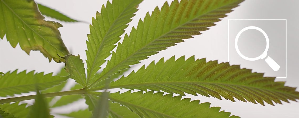 Carence en phosphore du cannabis : symptômes et solutions