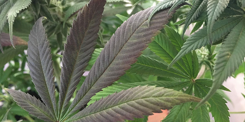 Signes d’une carence en phosphore dans le cannabis