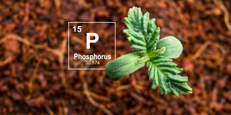 Pourquoi le phosphore est-il important dans la culture du cannabis ?