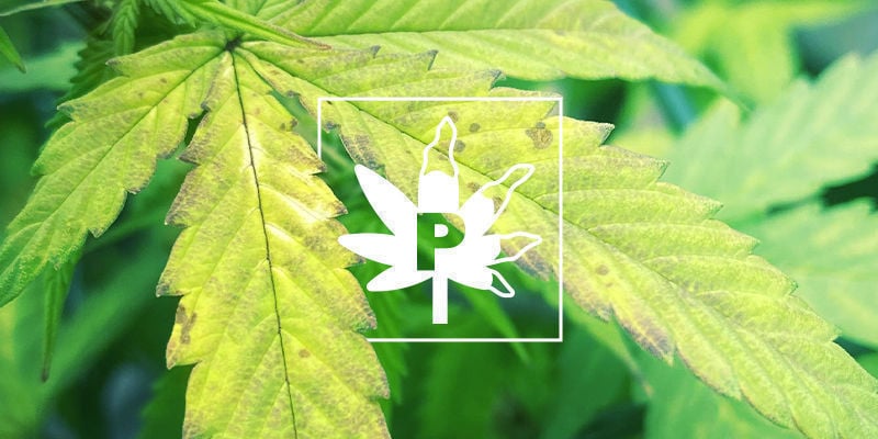 Carence En Phosphore Dans Les Plants De Cannabis