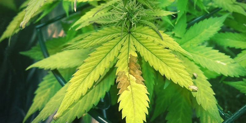 À quoi ressemble les signes d’une carence en phosphore dans les plants de cannabis