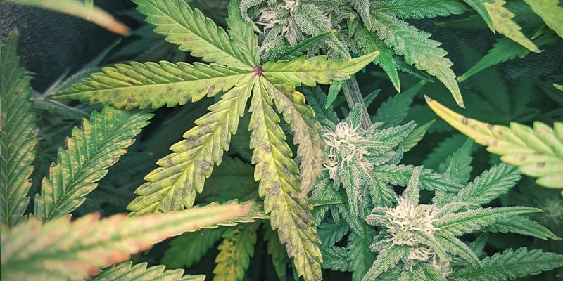 À quoi ressemble les signes d’une carence en phosphore dans les plants de cannabis