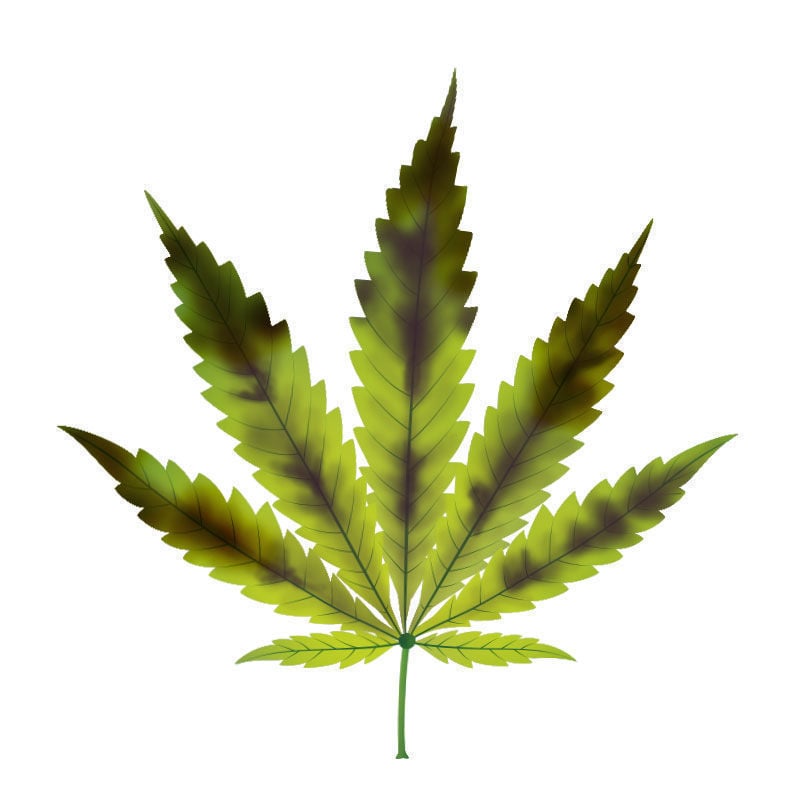 Carence En phosphore Dans Les Plants De Cannabis : Dernier stade de la carence en phosphore