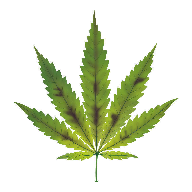 Carence En phosphore Dans Les Plants De Cannabis : Progression de la carence en phosphore