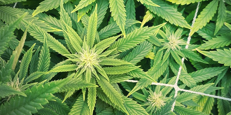 À quoi ressemble la carence en zinc dans les plants de cannabis