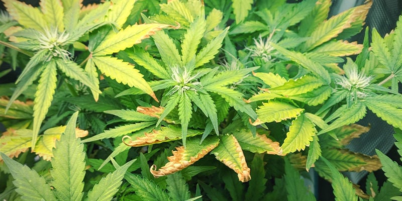 À quoi ressemble la carence en zinc dans les plants de cannabis