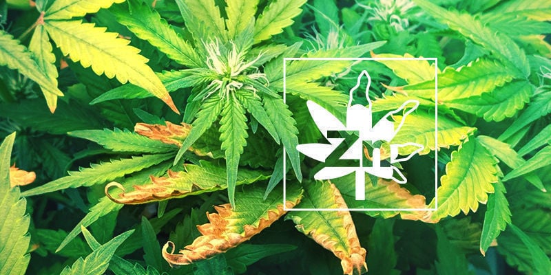 Carence En Zinc Chez Les Plants De Cannabis