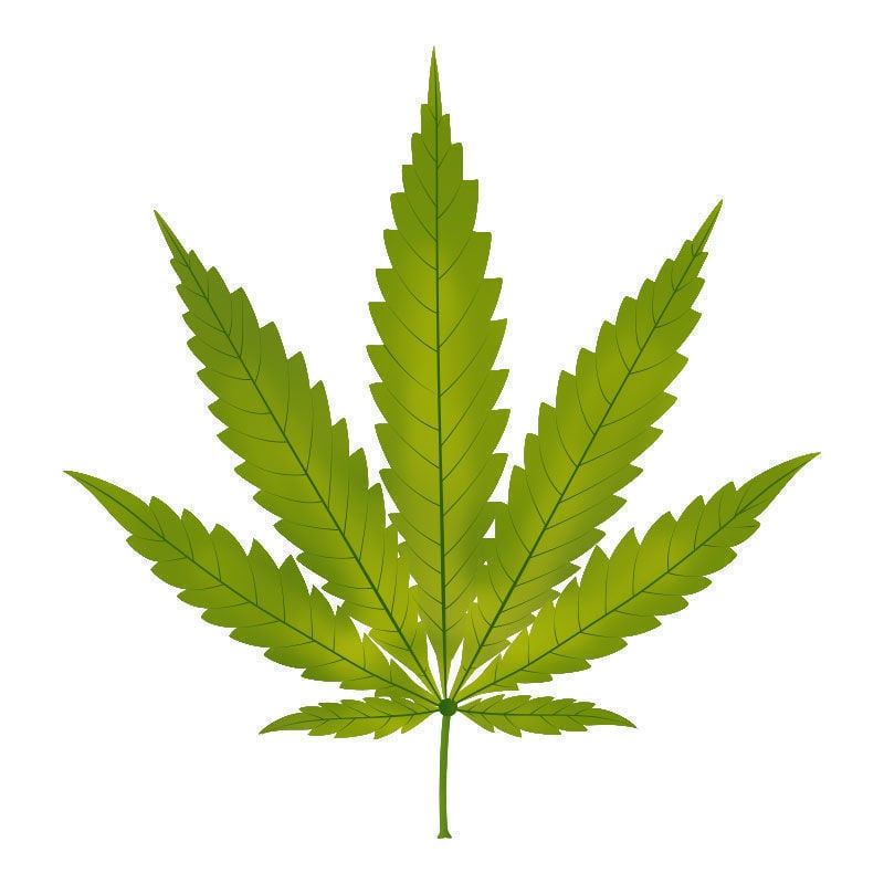 Carence En zinc Dans Les Plants De Cannabis : Début de la carence en zinc