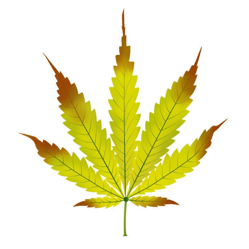Carence En zinc Dans Les Plants De Cannabis : Dernier stade de la carence en zinc