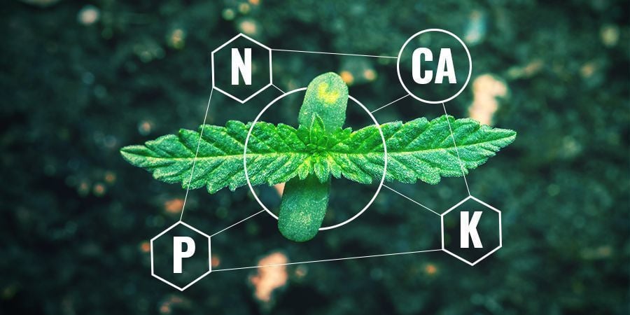 Calcium Dans Les Engrais Chimiques vs Bio