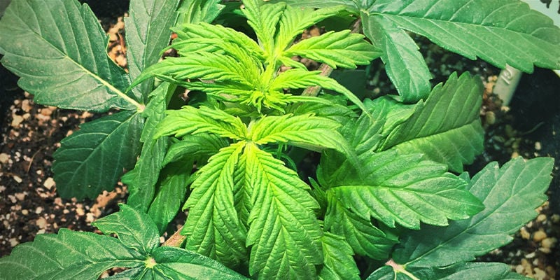 À quoi ressemble une carence en fer dans les plants de cannabis