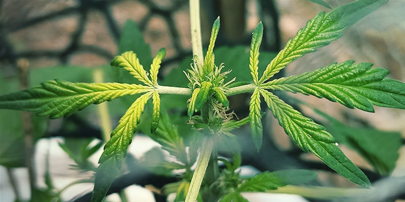 À quoi ressemble une carence en fer dans les plants de cannabis
