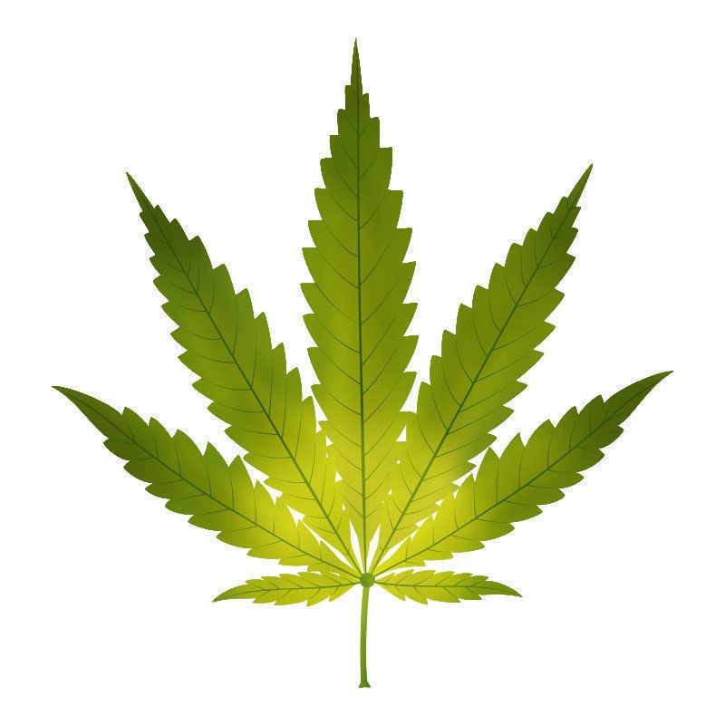 Carence En fre Dans Les Plants De Cannabis : Début de la carence en fer