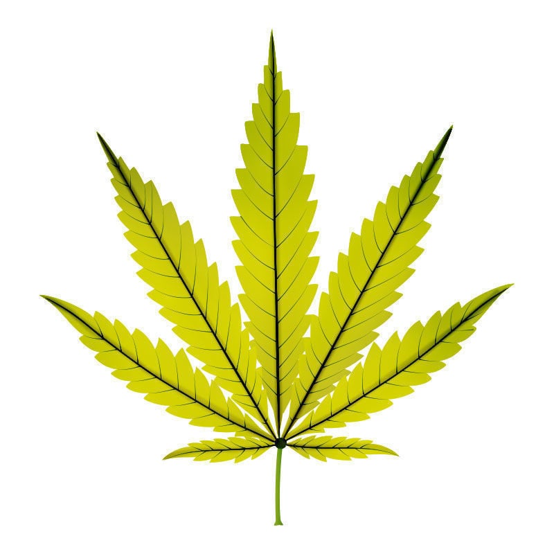 Carence En fer Dans Les Plants De Cannabis : Dernier stade de la carence en fer