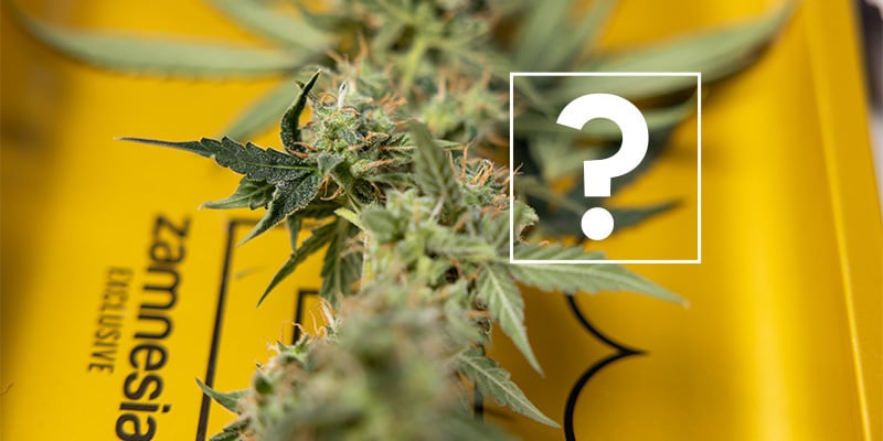 Puis-je encore consommer des plants ou têtes affectées ?