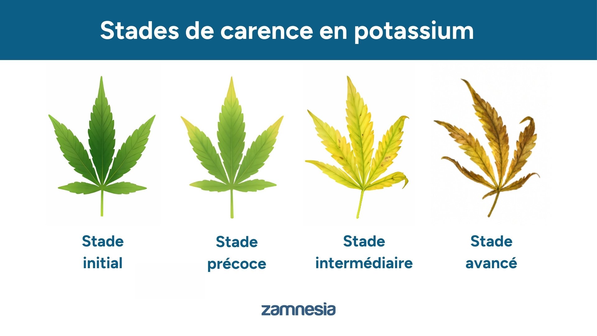 Stades de carence en potassium
