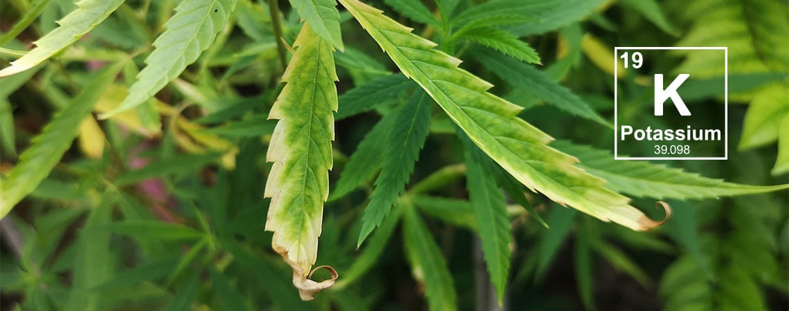 Carence en potassium dans les plants de cannabis