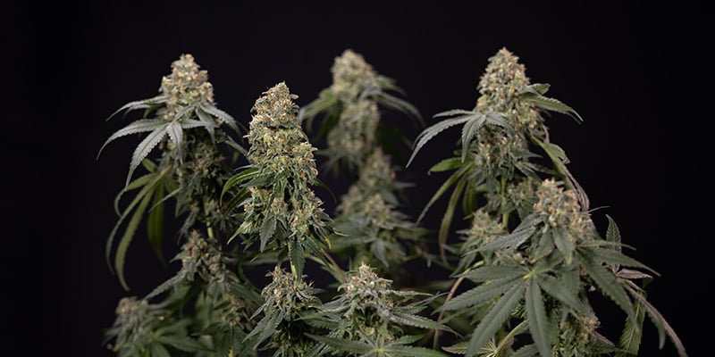 Potassium : fondamental pour les plants de cannabis