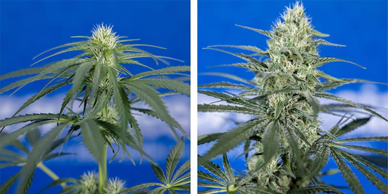 Les besoins en potassium pendant les phases de préfloraison et de floraison