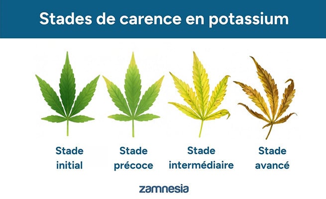 Stades de carence en potassium