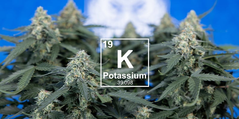 Qu'est-ce que le potassium et pourquoi est-ce important ?