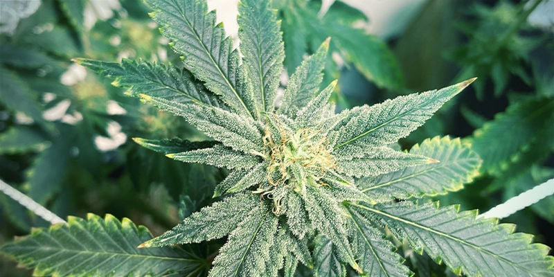 À quoi ressemble la carence en potassium dans les plants de cannabis