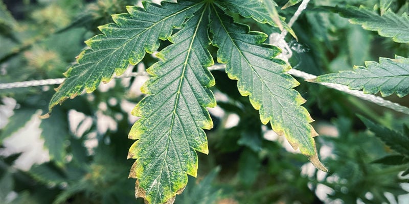 À quoi ressemble la carence en potassium dans les plants de cannabis