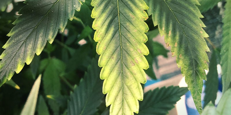 À quoi ressemble la carence en potassium dans les plants de cannabis