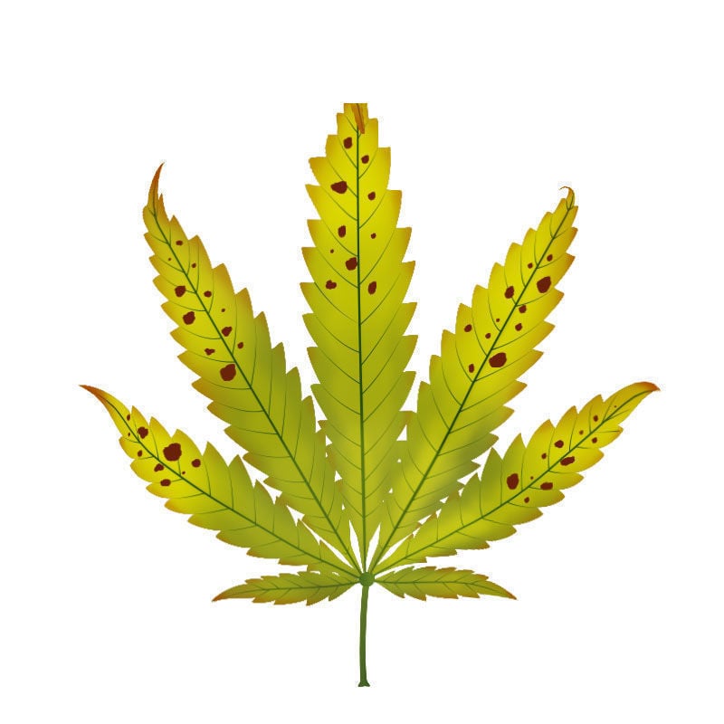 Carence En potassium Dans Les Plants De Cannabis : Dernier stade de la carence en potassium