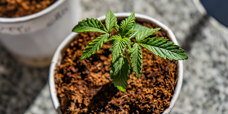 Meilleurs nutriments et programme d’engraissage pour la culture de cannabis dans de la fibre de coco