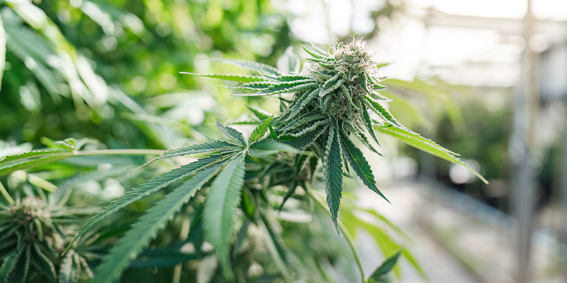 Fibre de coco : un excellent substrat pour cultiver du cannabis