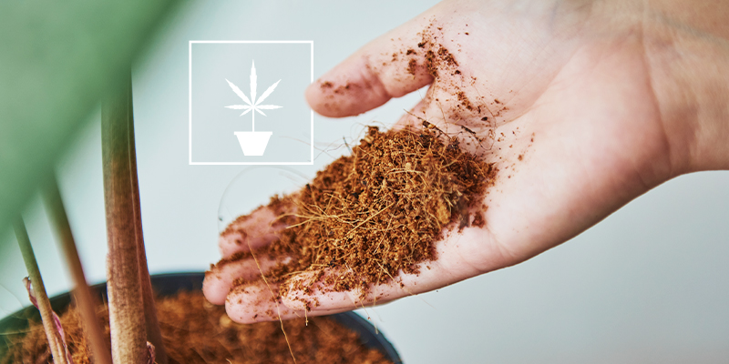 Tout ce qu’il faut savoir sur la culture de cannabis en fibre de coco