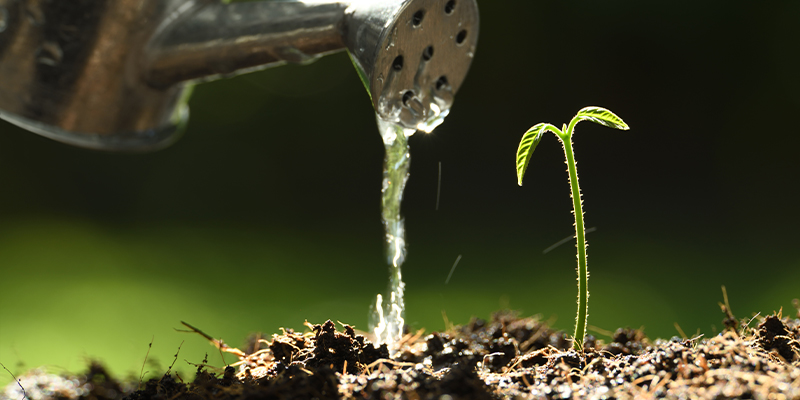 Arrosage et gestion du pH dans la fibre de coco