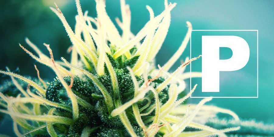 Le Phosphore Et La Culture De Cannabis