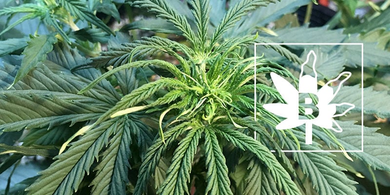 Carence En Bore Dans Les Plants De Cannabis