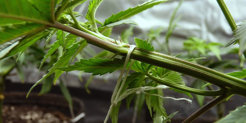 Qu’est-ce que le palissage du cannabis ?
