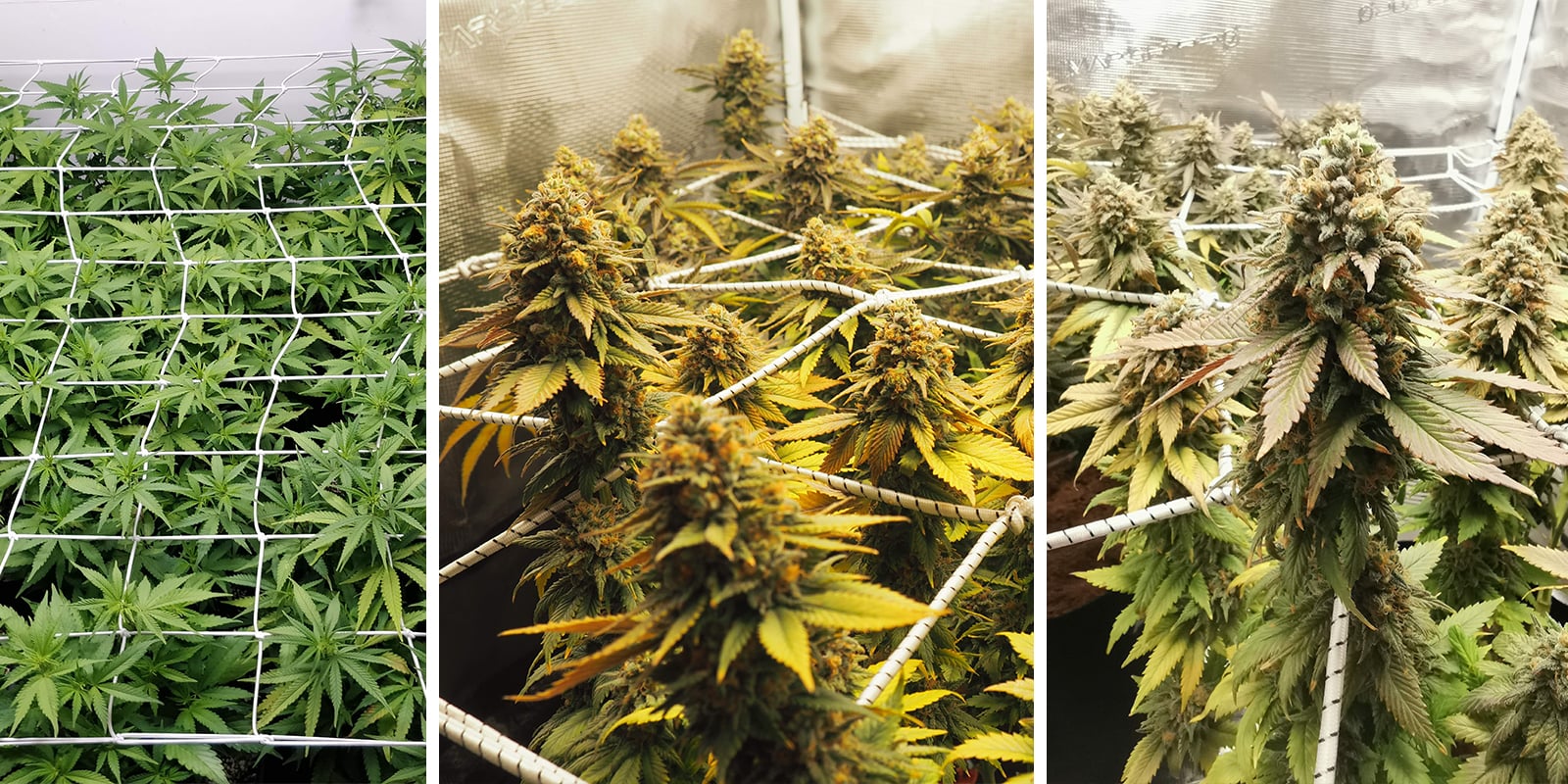 ScrOG avec des autoflos : pourquoi c&rsquo;est d&eacute;licat (mais possible)