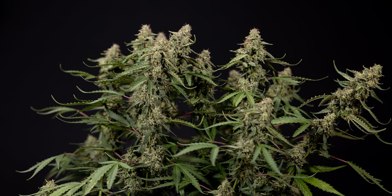 Peut-on entra&icirc;ner des plants de cannabis autofloraison ?